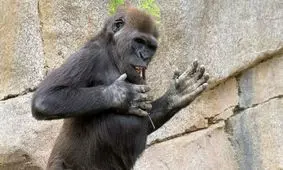 چرا گوریل‌ها به سینه خود مشت می زنند؟