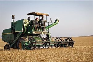 ١٠٠ تُن گندم مازاد بر نیاز از کشاورزان سیستان و بلوچستان خریداری شد