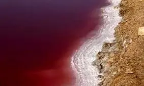 چرا دریای سرخ به این رنگ درآمده است؟