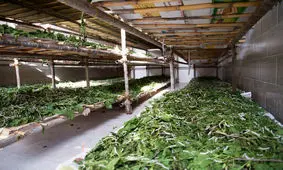 نوغانداری، صنعتی سودآور و شایسته حمایت در خراسان رضوی