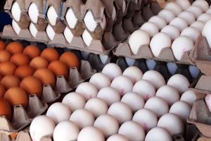 خرید حمایتی تخم مرغ برای جلوگیری از افت تولید ضروری است