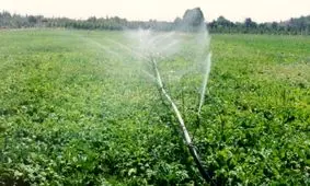 ضرورت آبیاری مزارع در گلستان/ ۱۲۰۰ تن بذر پنبه آماده توزیع است