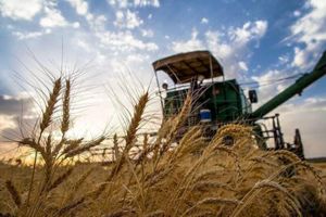 پیش‌بینی برداشت بیش از یک میلیون تن گندم در خوزستان