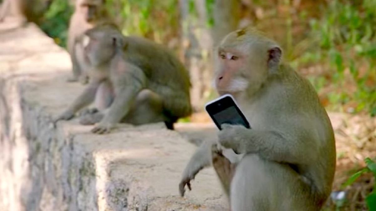 دستگیری میمون‌های جیب‌بر به همراه صاحبانشان