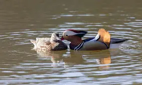 تصاویری دیدنی و زیبا از حیات وحش/ تصاویر