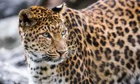 حمله پلنگ به کودک خردسال/ بقایای جسد او چند روز بعد پیدا شد