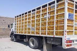 کشف مرغ غیرمجاز به ارزش یک میلیارد ریال در بازرسی از کامیون