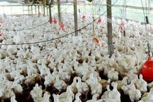 ۱۲۰ پرونده تخلف مرغداران در استان مرکزی به مراجع قضایی ارجاع شده است