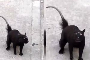مشاهده یک حیوان عجیب در خیابان/ ویدئو