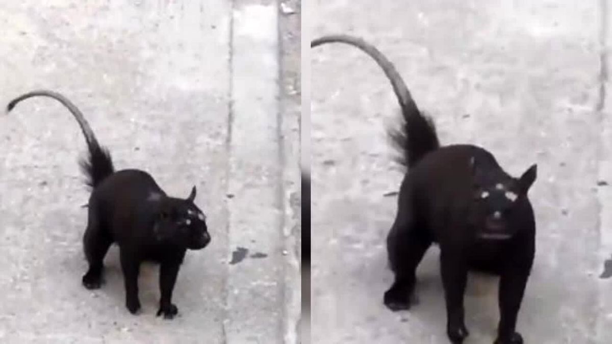 مشاهده یک حیوان عجیب در خیابان/ ویدئو