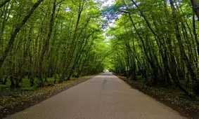 جنگل های کشور از درون آب می‌روند/ کاهش ۲۰ درصدی قاچاق