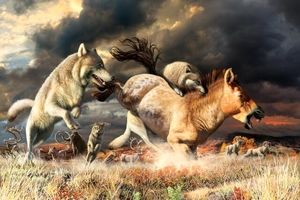 نجات گرگ‌ها از انقراض به کمک تغییر عادات غذایی
