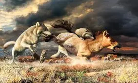 نجات گرگ‌ها از انقراض به کمک تغییر عادات غذایی