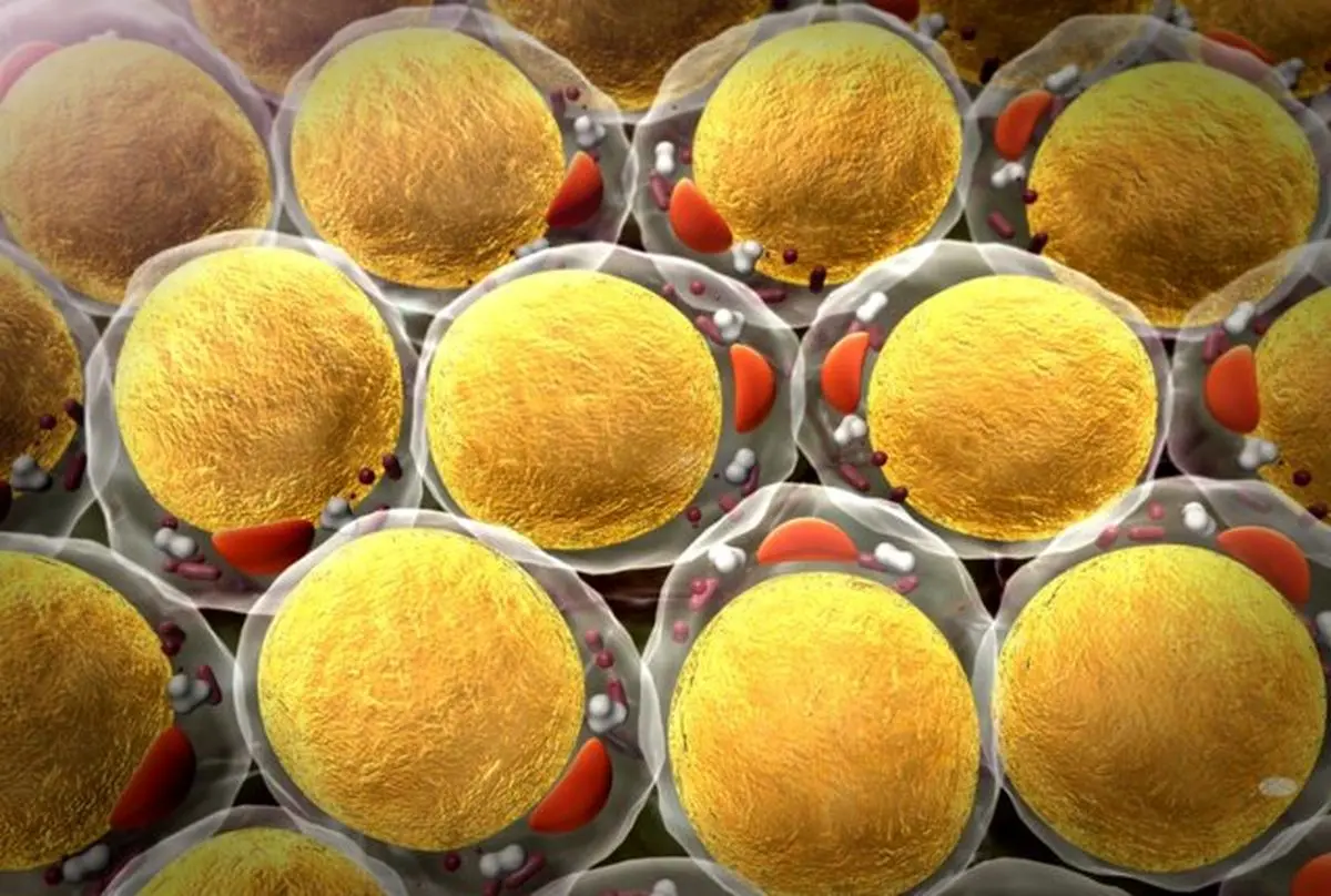 کشف تاثیر چاقی بر میتوکندری با بررسی دوقلوهای همسان