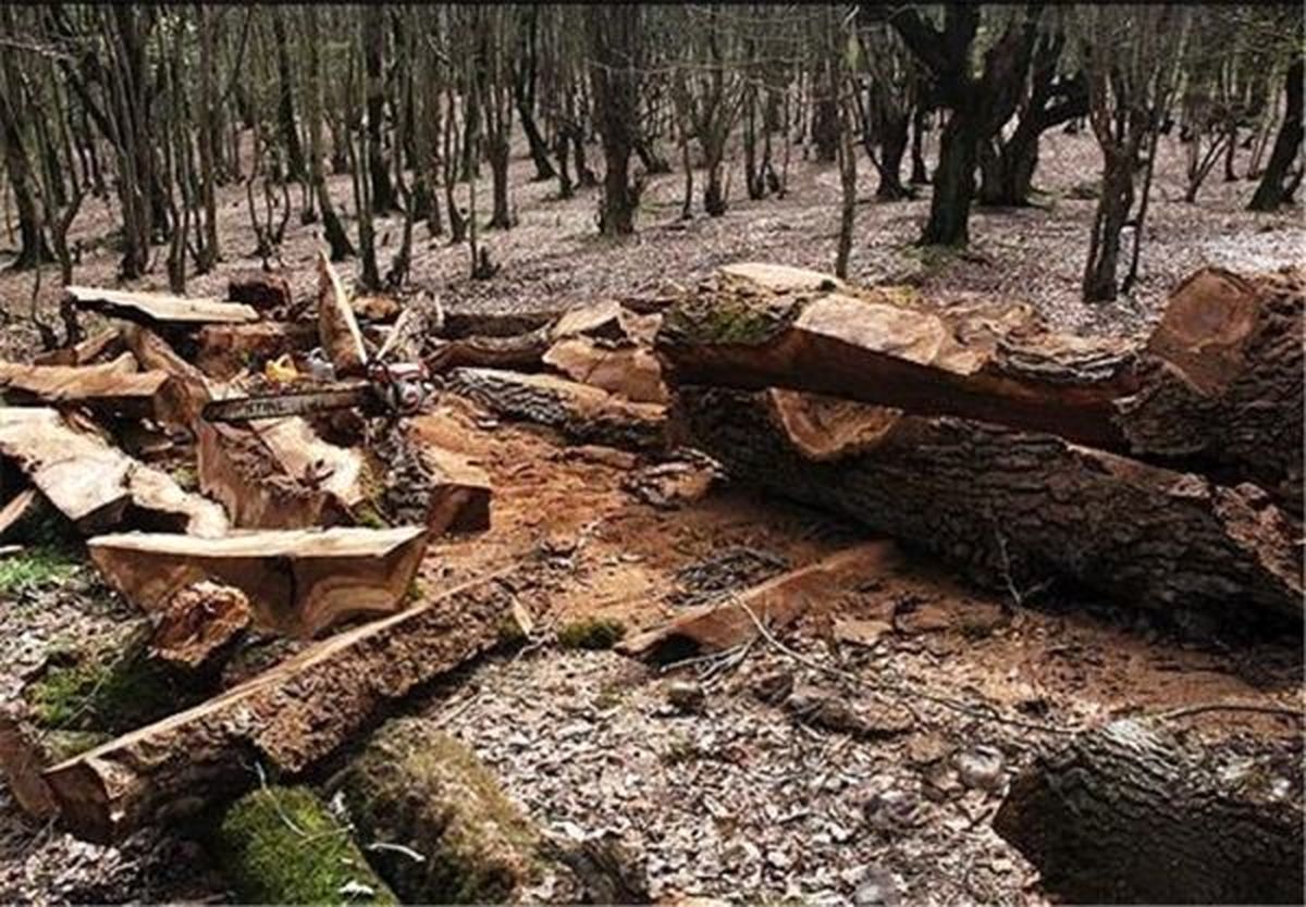بهره‌برداری از جنگل‌های شمال از سال آینده ممنوع می‌شود