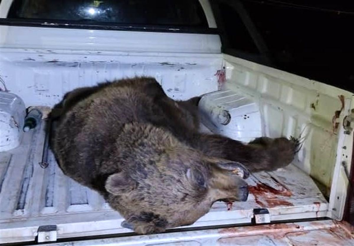 تلف شدن یک قلاده خرس قهوه‌ای بر اثر تصادف در پارک ملی گلستان