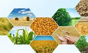 افزایش قیمت‌هایی که تاثیر چندانی در افزایش درآمد تولیدکنندگان ندارد