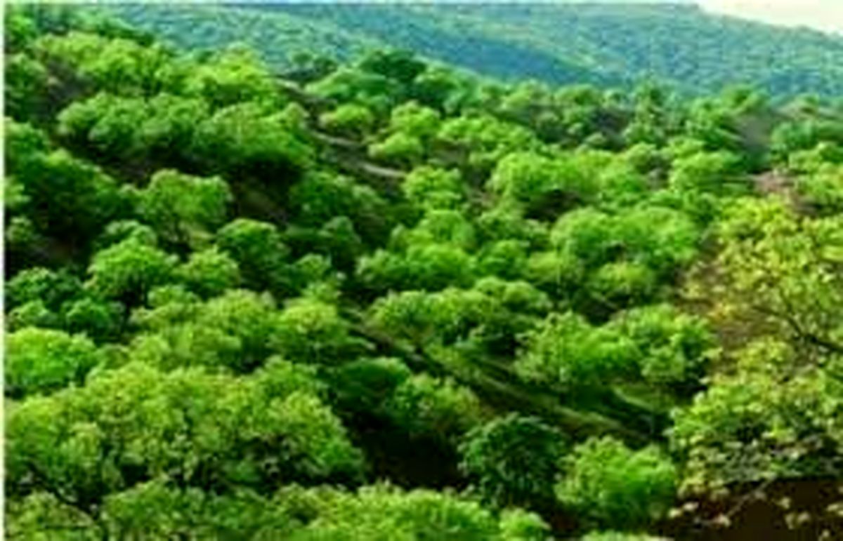 وابستگی معیشت ۲۵ درصد جمعیت جهان به تولیدات جنگلی