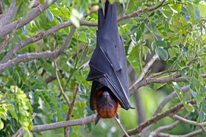 خفاشی که مشکوک به گونه ای متفاوت از ویروس کرونا است/ عکس