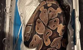 کشف یک مار غول پیکر در خشک کن لباس/ عکس