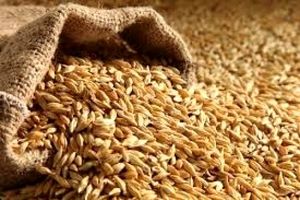 واردات قطعی گندم به کشور ممنوع است