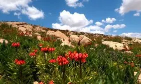 دشت لاله‌هایی که هر ساله آب می‌رود