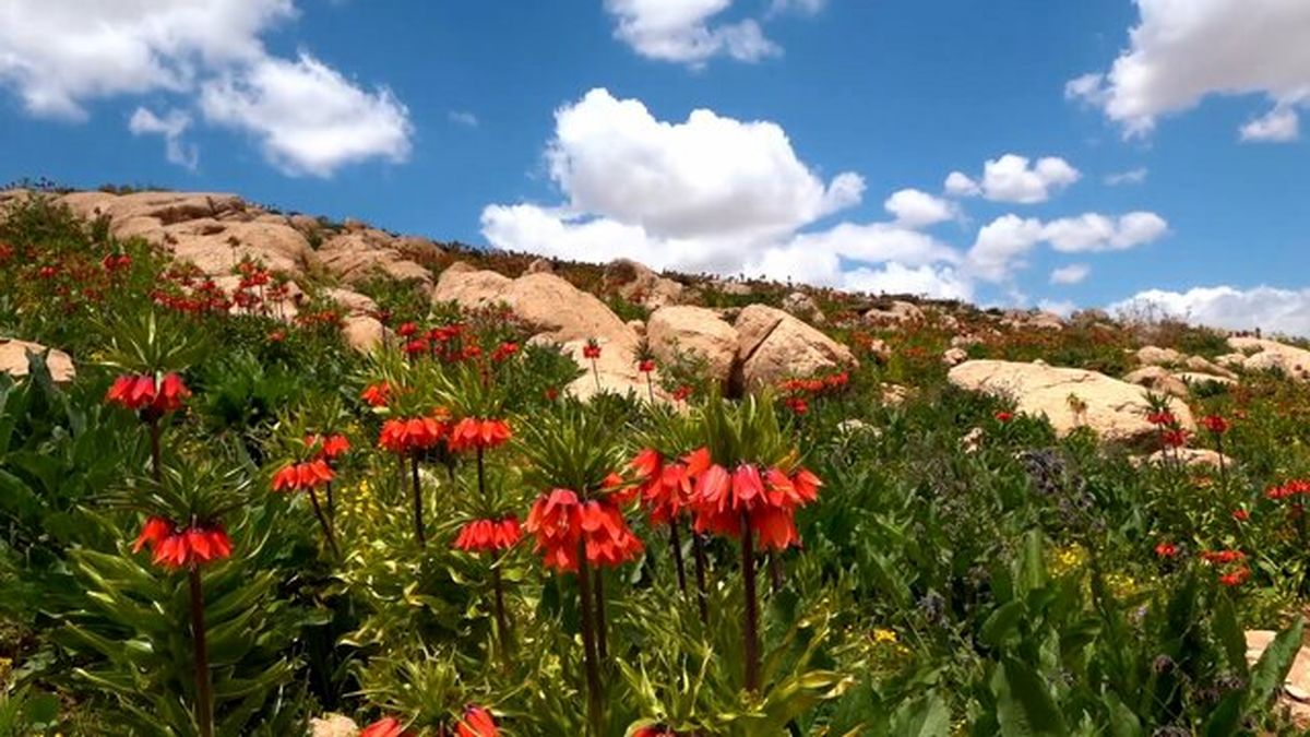 دشت لالههایی که هر ساله آب میرود