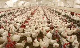 مرغداران خواستار اصلاح فوری قیمت مصوب مرغ شدند
