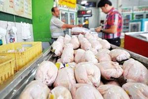 توزیع روزانه 200 تن مرغ گرم در مشهد