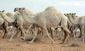جزای نقدی ۱۷.۴ میلیارد ریال برای "قاچاق شتر"