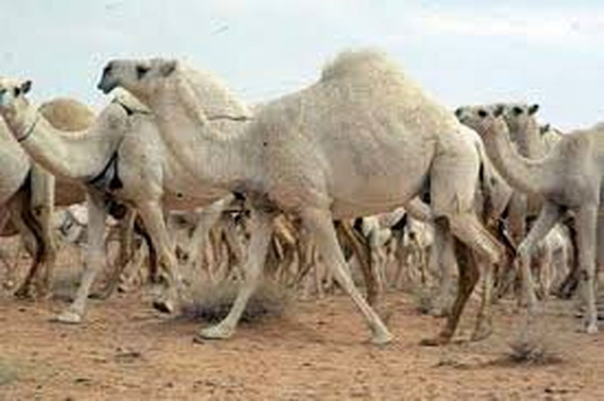 جزای نقدی ۱۷.۴ میلیارد ریال برای "قاچاق شتر"