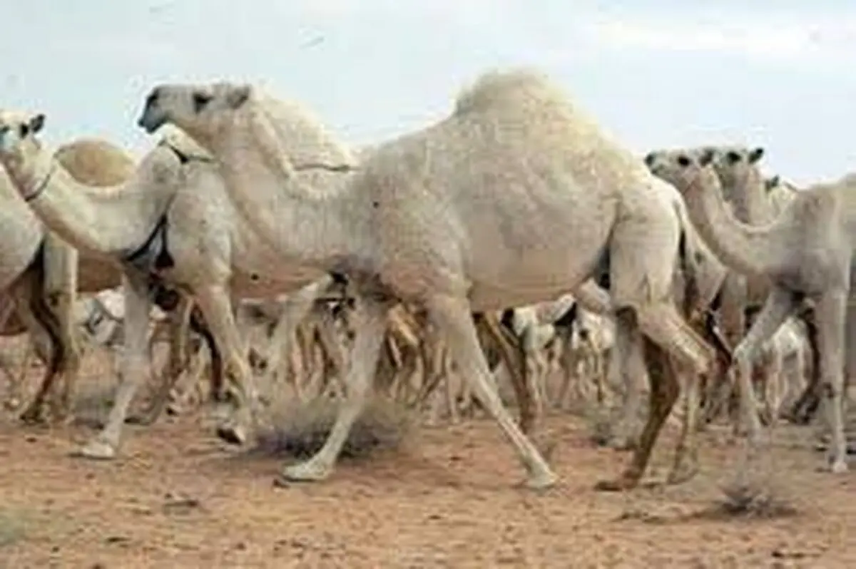 جزای نقدی ۱۷.۴ میلیارد ریال برای "قاچاق شتر"