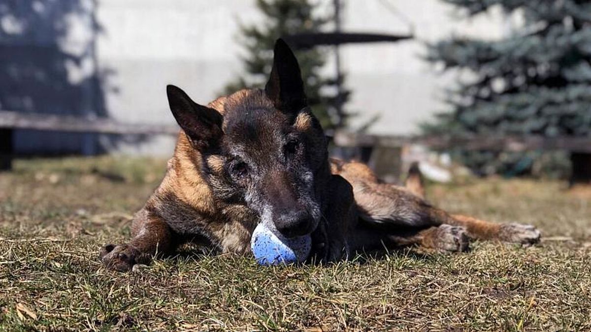عجیب اما واقعی/ لهستان برای حیوانات مستمری بازنشستگی در نظر می‌گیرد