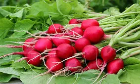 چند ترکیب گیاهی که برای بواسیر عالی هستند