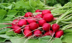 چند ترکیب گیاهی که برای بواسیر عالی هستند