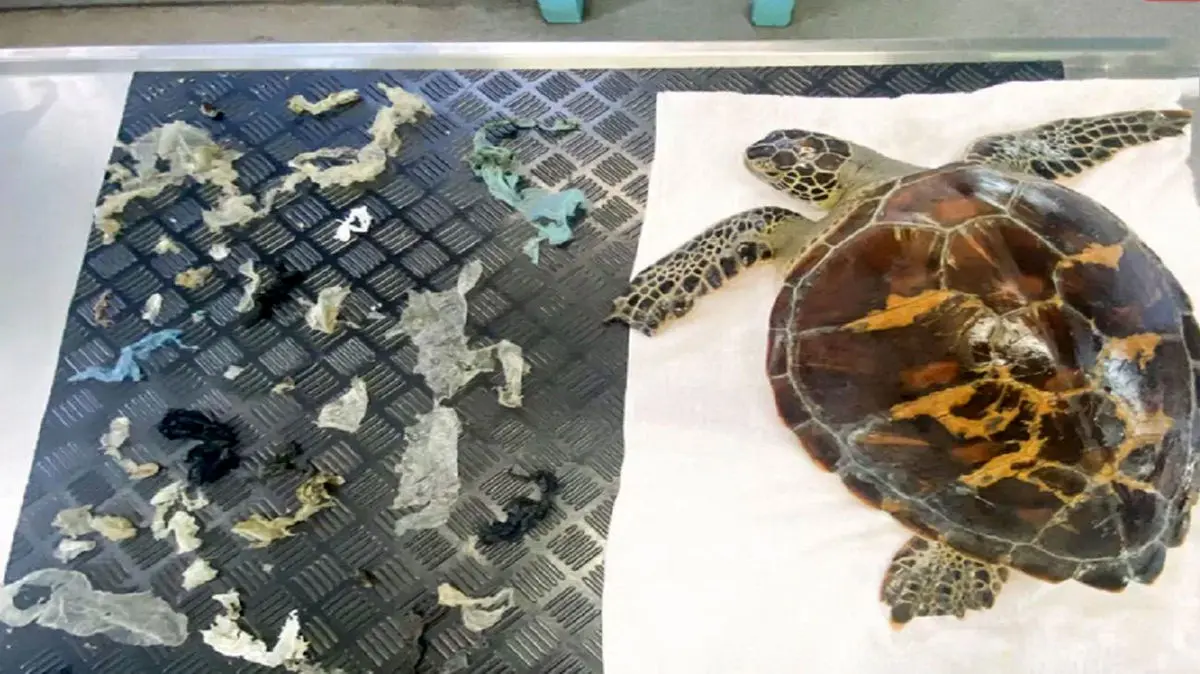 نجات لاک‌‎پشت رنگین کمان از مرگ حتمی