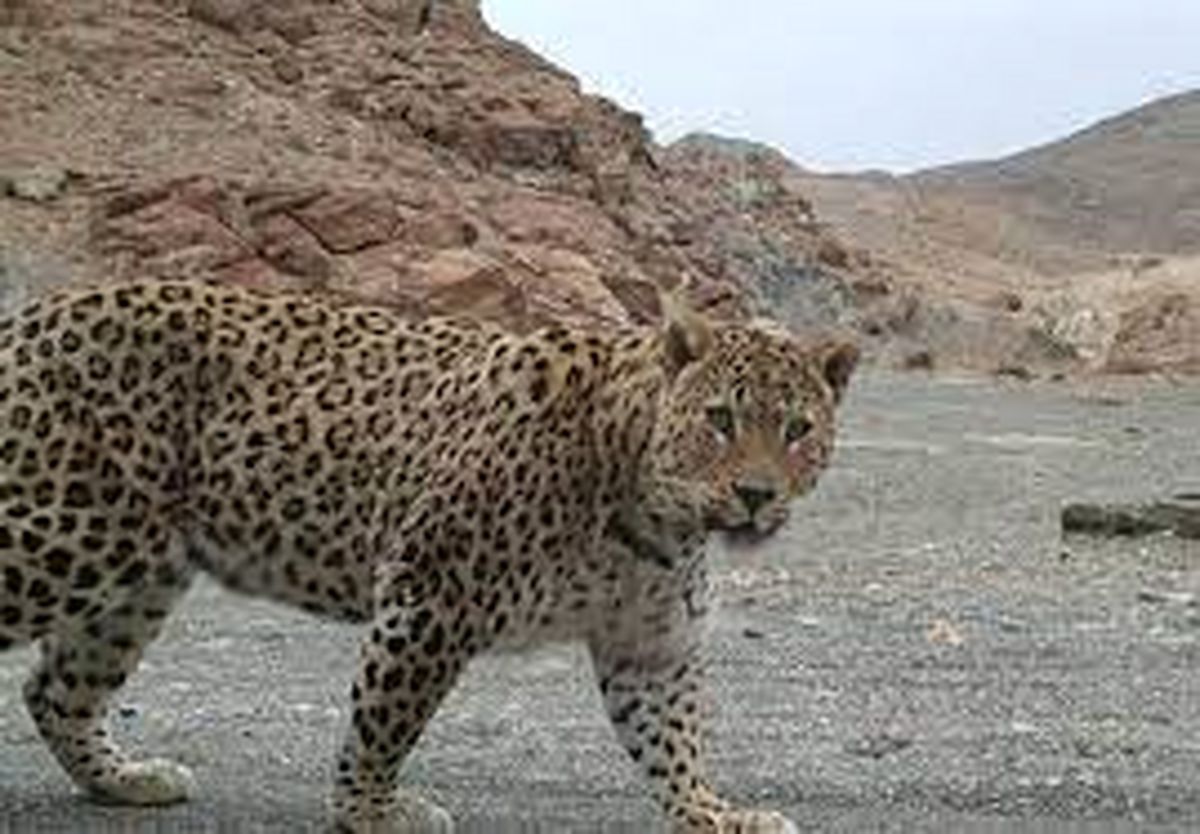 تلاش برای احیای یک گونه در معرض خطر/ تصاویر نادری از پلنگ آموز به همراه سه تولهاش/ ویدئو