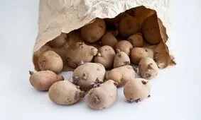 آیا خوردن سیب زمینی جوانه زده باعث مسمومیت ما می‌شود؟