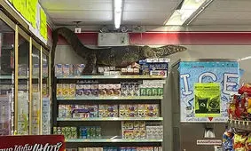 مارمولک گرسنه‌ای که‌ در فروشگاه به دنبال غذا بود