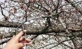 تحمیل خسارت به بیش از ۱۰ هزار هکتار از باغات استان مرکزی