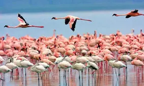 روند تلفات پرندگان مهاجر به وجهه بین المللی‌ ایران ضربه می زند