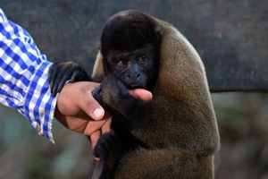 قطع شدن انگشت دست کودک در باغ وحش