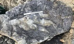 ردپای یک دایناسور غول‌پیکر کشف شد