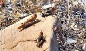 درگیری مناطق جنوب غربی کشور با ملخ صحرایی/ هنوز وارد خراسان جنوبی نشده‌اند