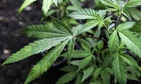 نقص بینایی با مصرف ماری‌جوانا