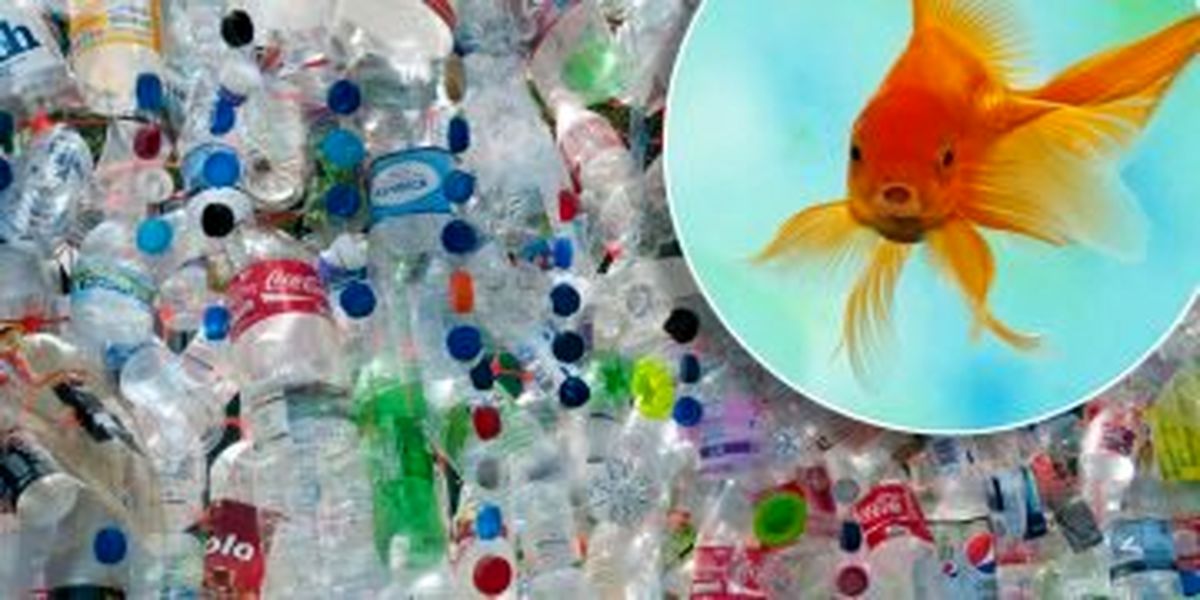 نرم کنندههایی که ارتباط بین سلولهای عصبی مغز را مختل میکنند