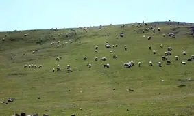 ورود پیش از موعد دام به مراتع آذربایجان‌شرقی ممنوع است