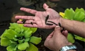 تولید زالوی طبی در قزوین ۲۱ درصد افزایش یافت