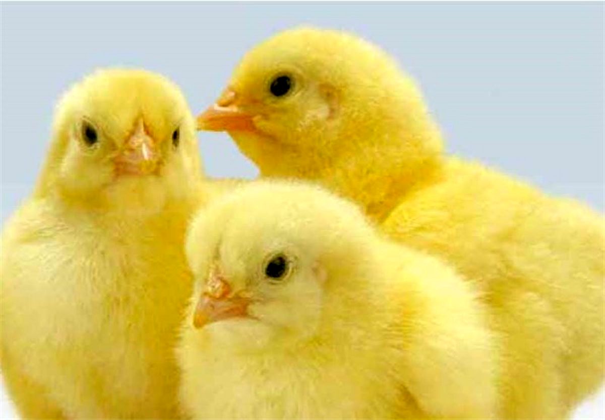 بیش از ۴ میلیون قطعه در مرغداریهای آذربایجان غربی جوجهریزی شد