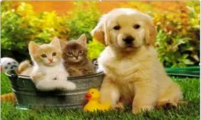 کاهش استرس و افسردگی با حیوانات خانگی